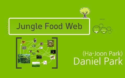 Food Chain of the Jungle by Ha Biology Diagrams