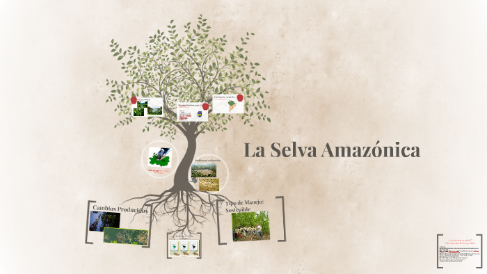 La Selva Amazónica by Coco Perry on Prezi