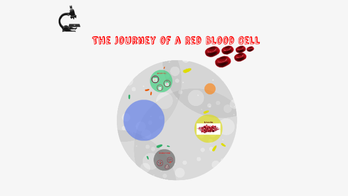 The Journey of a Red Blood Cell by .. alam on Prezi