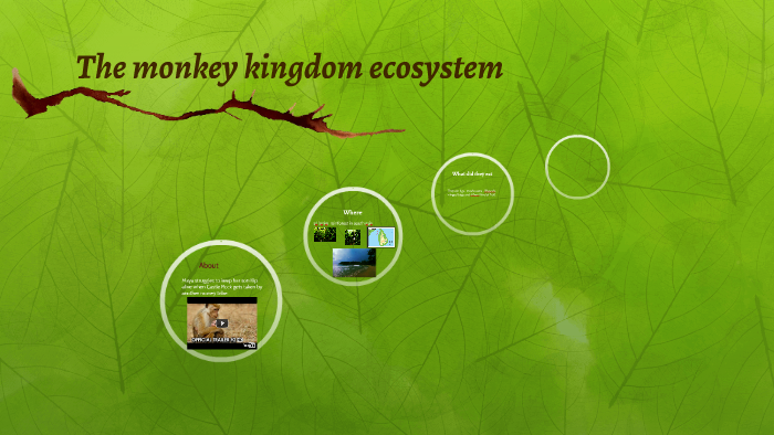 The monkey kingdom ecosystem by Zoey F