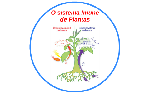 AS PLANTAS NÃO ESTÃO INDEFESAS - o sistema imune das plantas