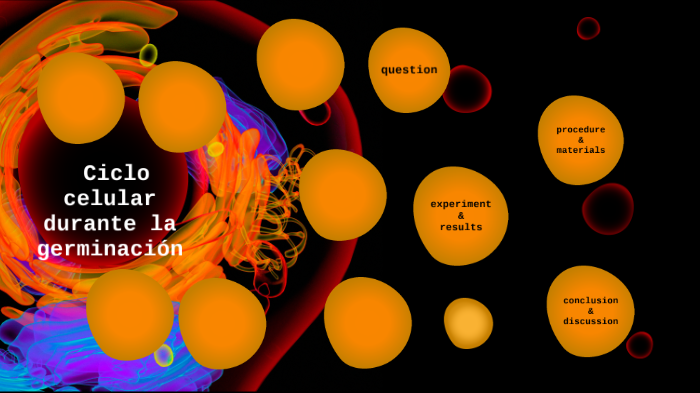 Ciclo celular en la germinación. by marco antonio zenil zenil on Prezi