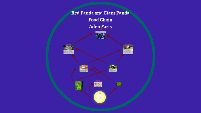 red panda food chain