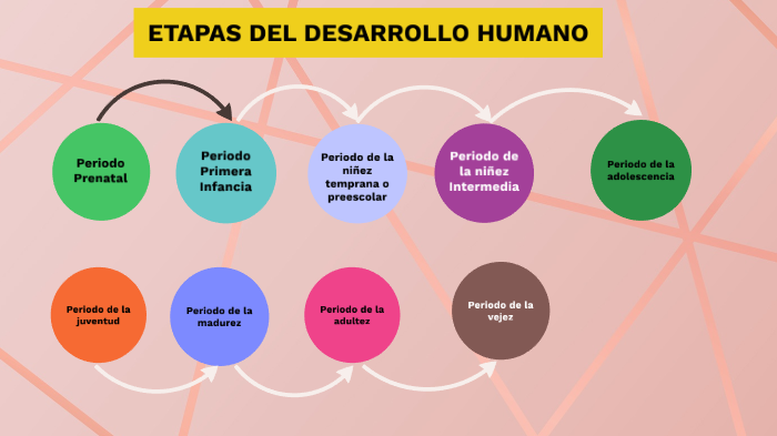 ETAPAS DEL DESARROLLO HUMANO by Araceli Quiroz Vasquez