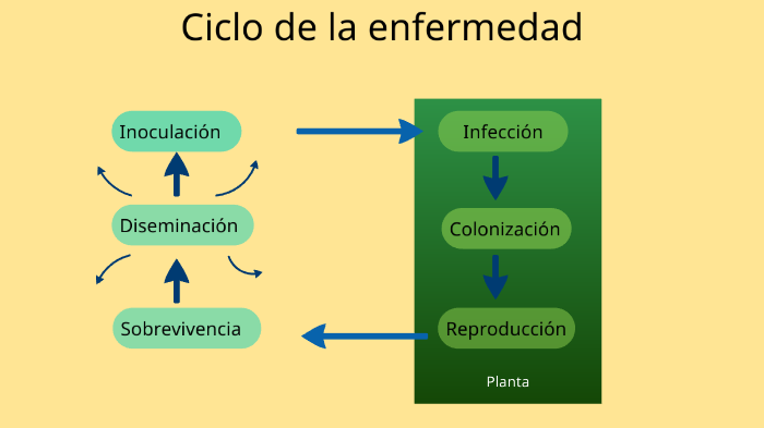 Ciclo de enfermedad en planta by Dario Coronel on Prezi