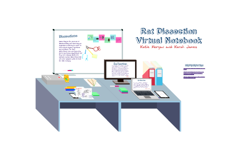 Rat Dissection by Katie Morgan