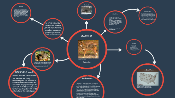 Red Wolf by Shade Holder on Prezi