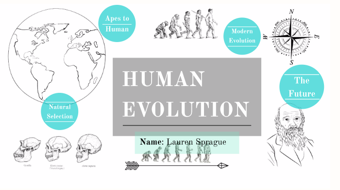 Human Evolution by Lauren Sprague on Prezi