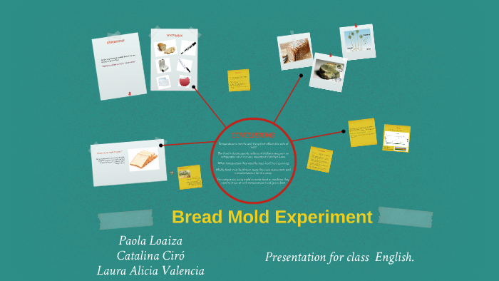 Bread Mold Experiment
