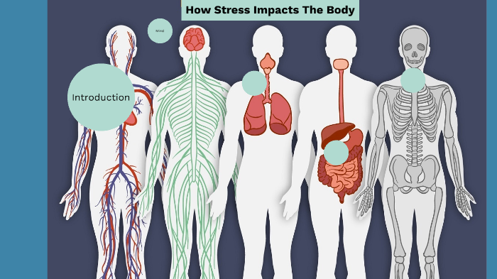 How Stress Impacts The Body by Brooke Truszkowski on Prezi