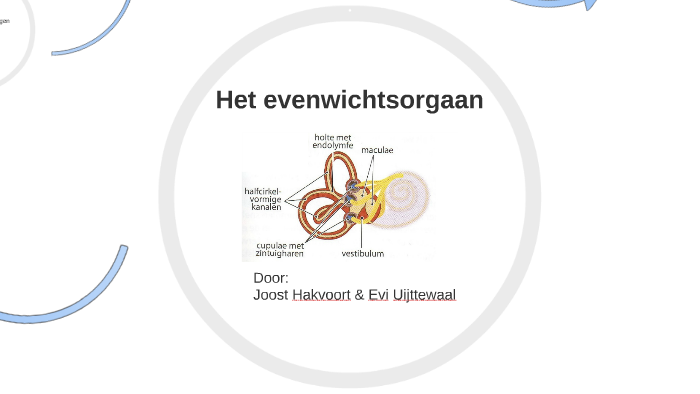 Het evenwichtsorgaan by Barrie Badpak on Prezi