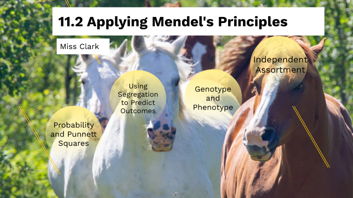 11.2 Applying Mendel's Principles by Emily Richbourg on Prezi