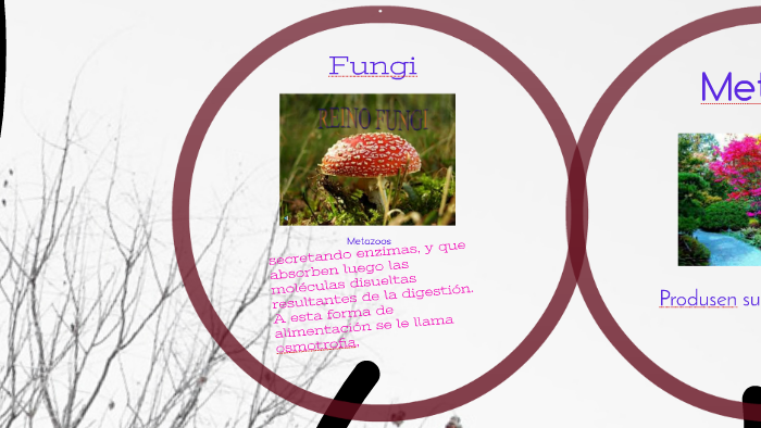 Los 5 Reinos De La Naturaleza by Luzmila Gonzàlez on Prezi