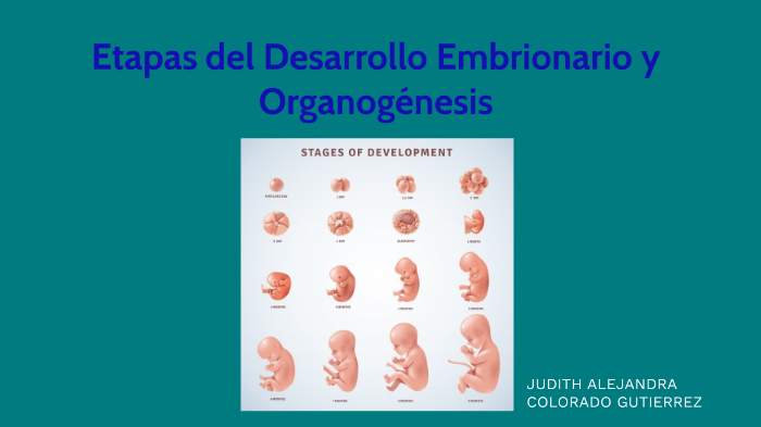 Etapas del desarrollo embrionario y Organogénesis by Judith Alejandra ...