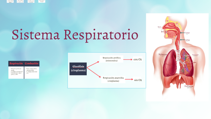 Sistema Respiratorio by proyectos3a huachinango