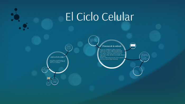 El Ciclo Celular by Nazareth González on Prezi