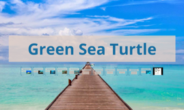 Green Sea Turtle by Group One on Prezi
