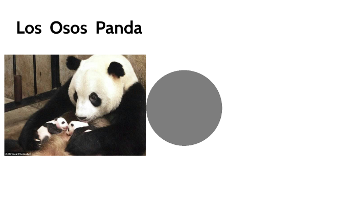 OSOS PANDAS By Itzayana Gutierrez On Prezi