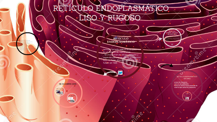 Liso Y Rugoso Retículo Endoplasmático liso y rugoso by leidy Daniela Gutierrez Parra ...