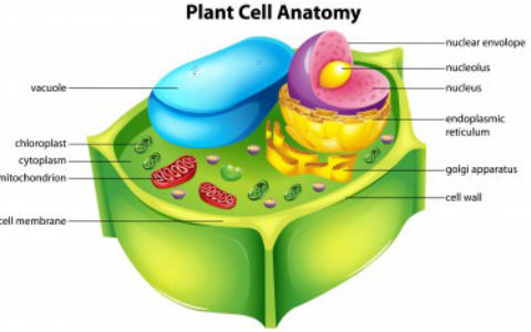 The Plant Cell Vacuole By Melody W On Prezi Next