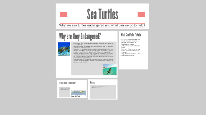 Sea Turtles by carly chambers on Prezi