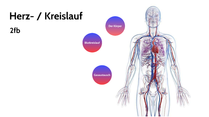 Herz / Kreislauf by Christine Brand on Prezi
