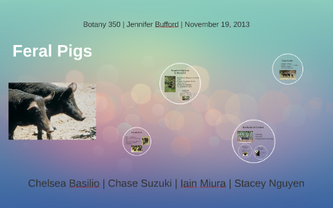 Feral Pigs by Stacey Nguyen on Prezi