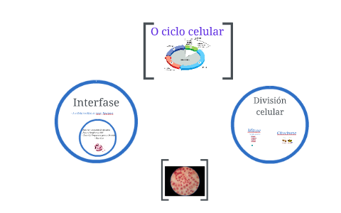 O ciclo celular by Paula Hermida on Prezi