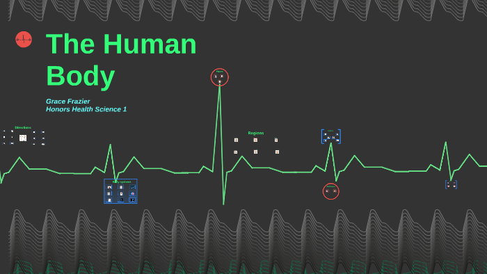 The Human Body by Gracie Elizabeth on Prezi