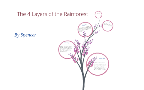4 Layers of the Rainforest by Spencer Ryan on Prezi