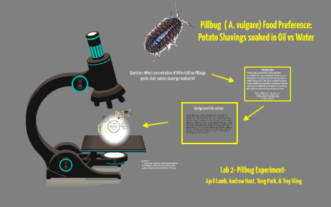 pill bug light vs. dark experiment