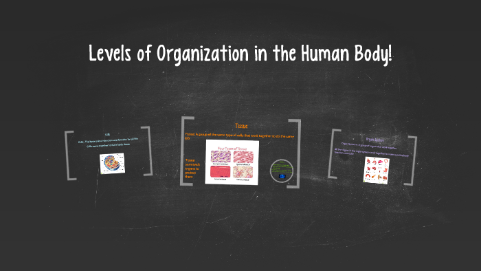 Levels of Organization in the Human Body! by Madison Carbaugh on Prezi