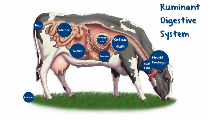 ruminant digestive system of cows