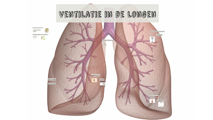 Thema 6-5: Ventilatie In De Longen 4vmbo-bk By Lars Franzen