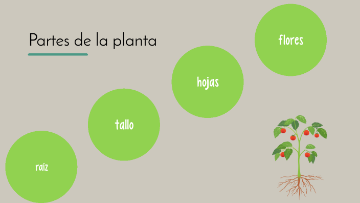 El secreto de las plantas by Erika Ermantraut on Prezi