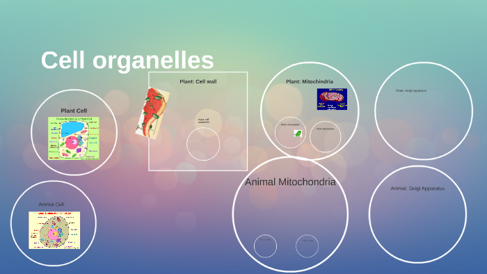 Plant Cell and Animal Cell by kristin leach on Prezi