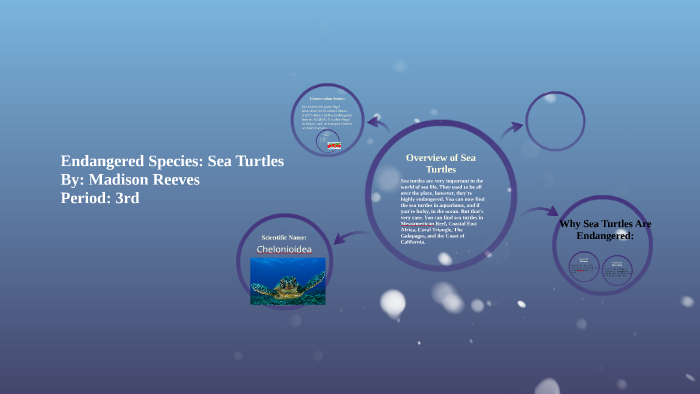 Endangered Species: Sea Turtles by Madison Reeves on Prezi