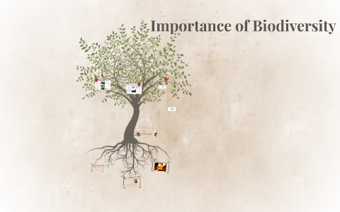 3 importance of biodiversity essay