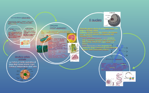struttura cellula animale by Marco Frisone on Prezi