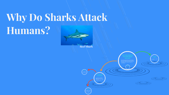 Why Do Sharks Attack Humans? By Alix Eppers On Prezi