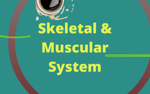 Skeletal & Muscular System By Maddie Nutt On Prezi