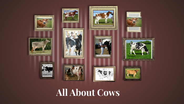 Types of Cows by Anna Featherstone on Prezi