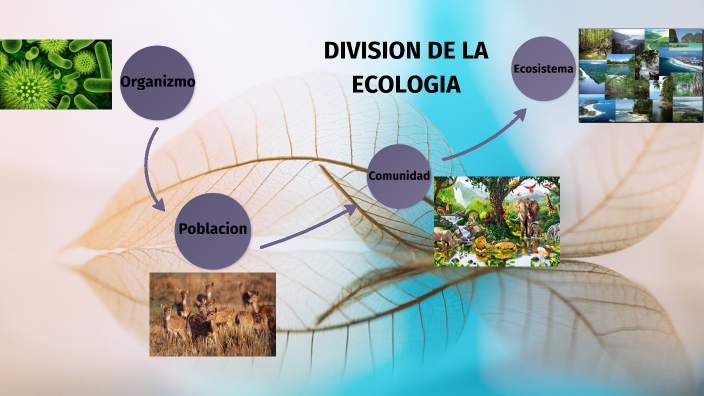 clasificacion de la ecologia by yessica sanchez on Prezi