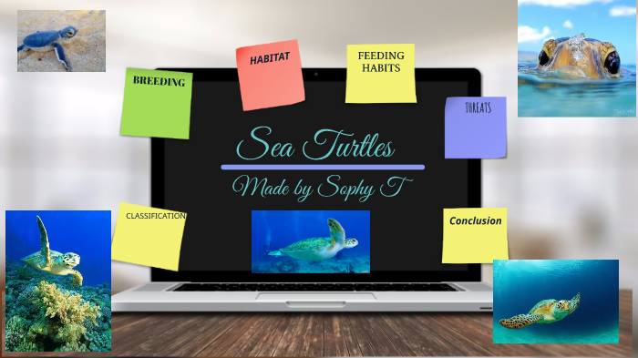 Sea Turtle by sophy tang on Prezi