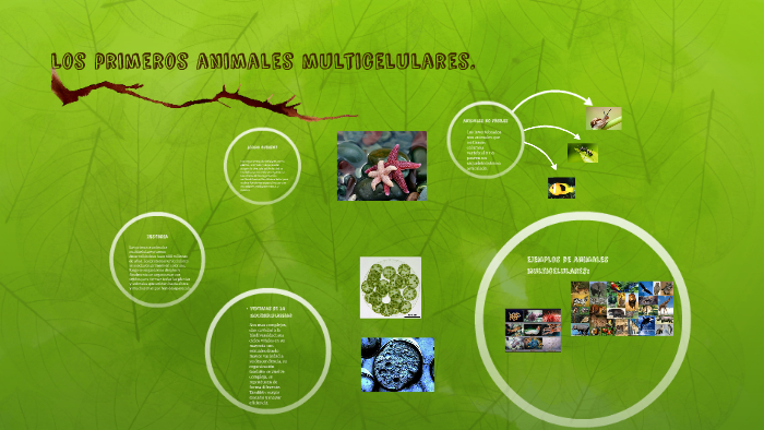 primeros organismos pluricelulares