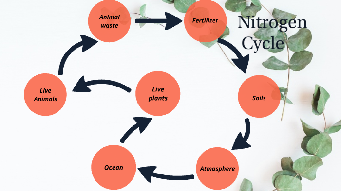 Nitrogen cycle by jonte price on Prezi