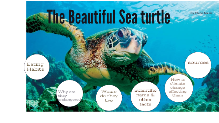 The beautiful Sea Turtle by Chloe Aikins on Prezi