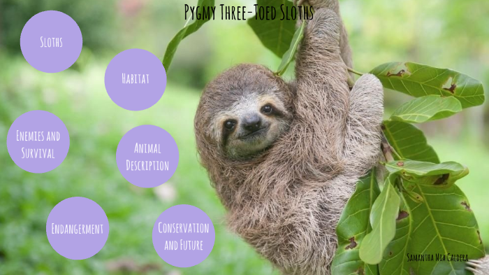 How Sloths Survive