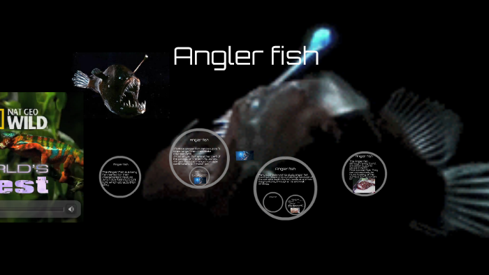 Angler fish by Eric Gaudet on Prezi