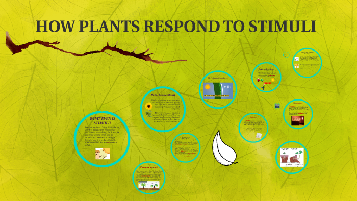 Plants Respond to Stimuli by Jonathan Kryk